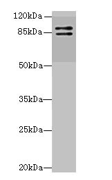 RNF10 Antibody