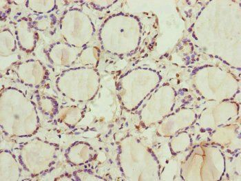 RNF11 Antibody