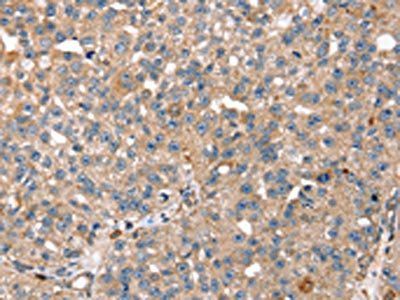 RNF11 Antibody