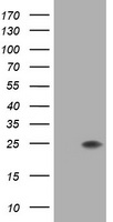 RNF113B Antibody