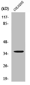 RNF113B antibody