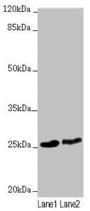 RNF114 antibody