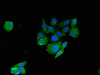 RNF126 Antibody