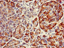 RNF126 Antibody