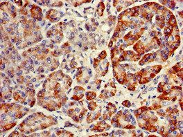 RNF126 antibody