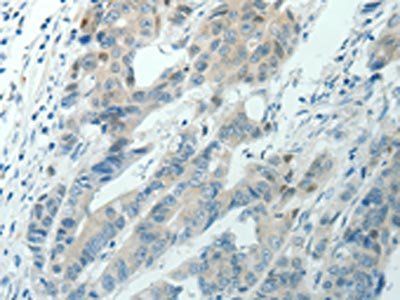RNF126 Antibody