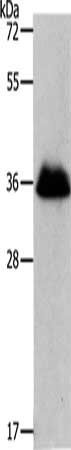 RNF126 Antibody