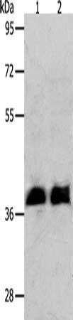 RNF126 antibody