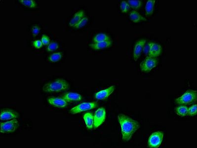 RNF128 Antibody