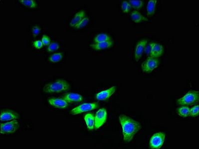 RNF128 antibody