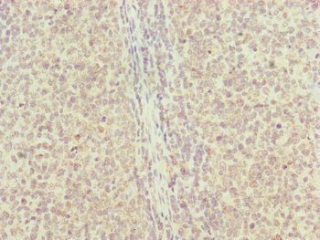 RNF13 Antibody