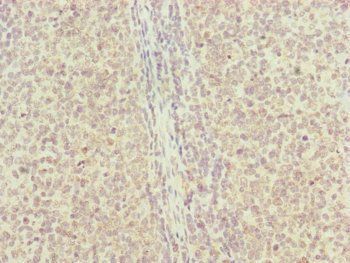 RNF13 antibody