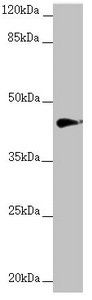 RNF13 antibody