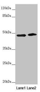 RNF135 antibody