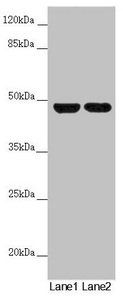 RNF135 Antibody