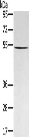 RNF14 Antibody