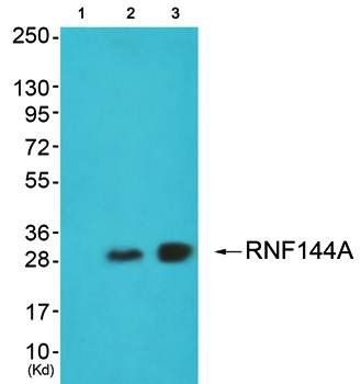 RNF144A antibody