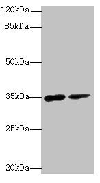 RNF148 antibody
