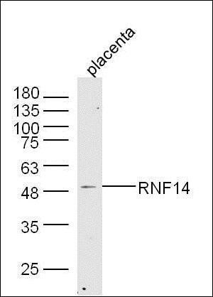 RNF14 antibody