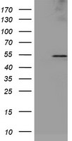 RNF156 Antibody