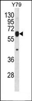 RNF180 antibody