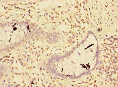 RNF181 Antibody