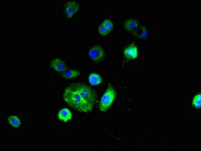 RNF182 antibody