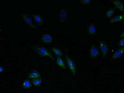 RNF183 antibody