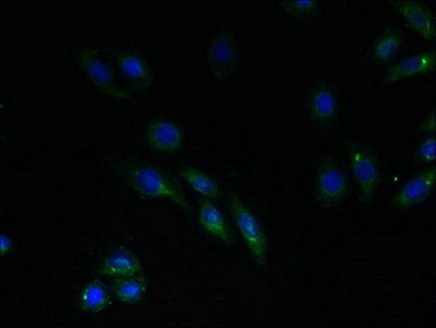 RNF183 Antibody