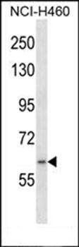 RNF19A antibody