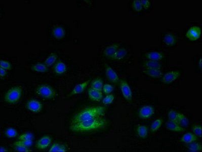RNF24 Antibody