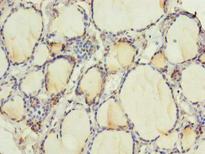 RNF24 Antibody