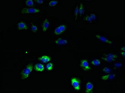 RNF26 Antibody