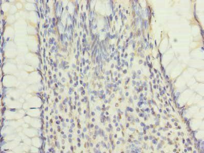 RNF26 Antibody