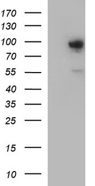 RNF39 Antibody
