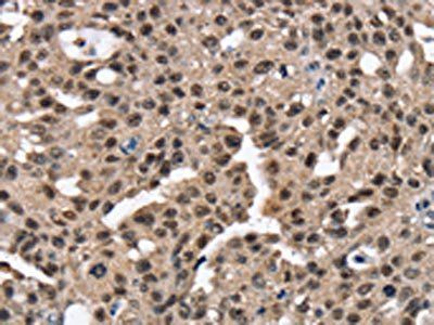 RNF40 antibody