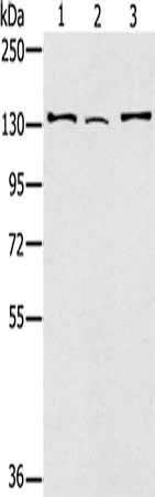 RNF40 antibody