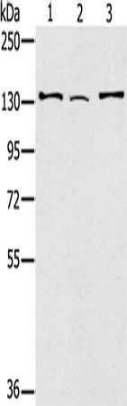 RNF40 Antibody