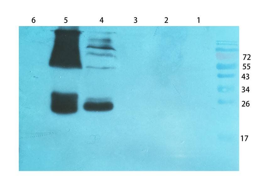 RNF4 antibody