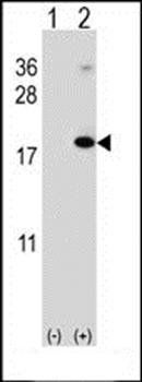 RNF5 antibody