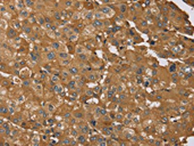 RNF5 Antibody