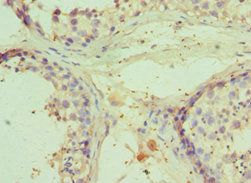 RNF8 Antibody