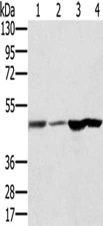 RNH1 antibody