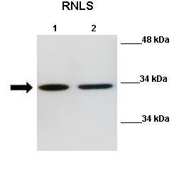 Rnls antibody