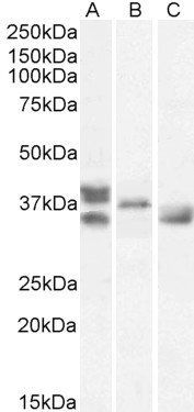 Goat anti-Renalase (aa 224 to 233) Antibody