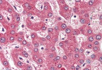 Goat anti-ROBO1 / DUTT1 (Internal) Antibody