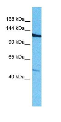ROBO3 antibody