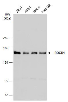 ROCK1 antibody