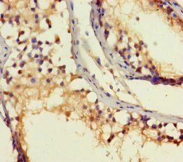 ROPN1B Antibody