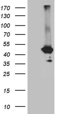 RORC Antibody